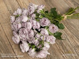 ROSE BR. EVERLASTING LAVENDER 50